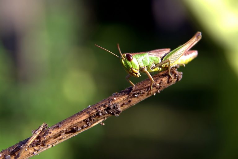 Pinhead Crickets For Feeding Helpful & Informative Blogs