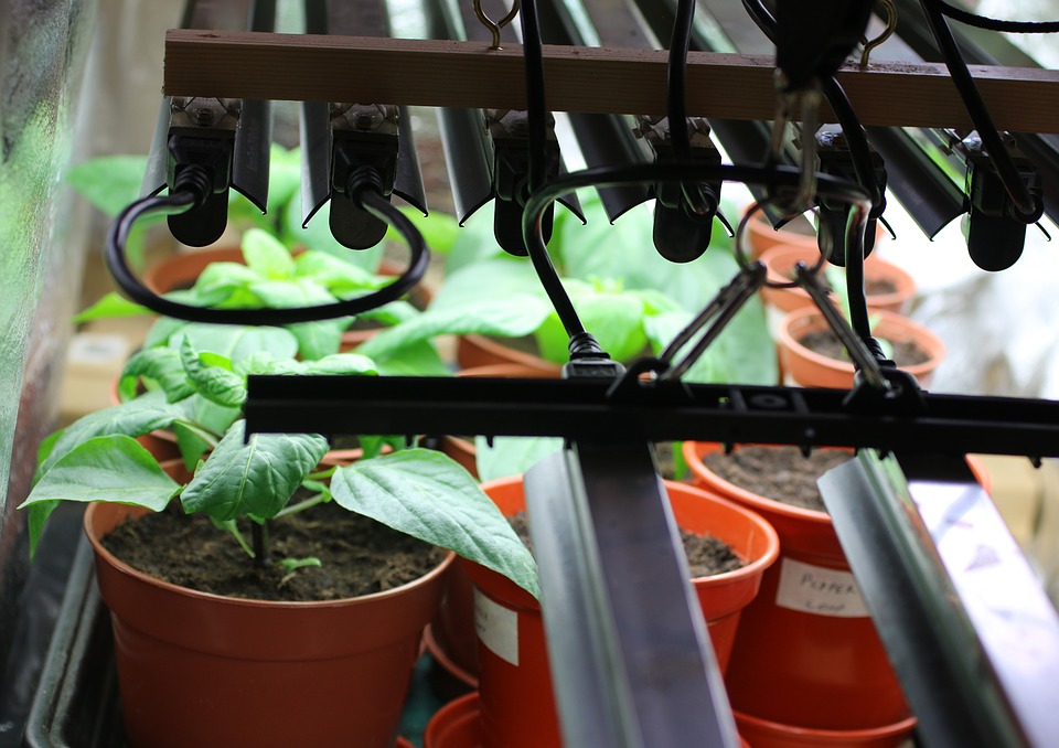 grow-lights-2683982_960_720