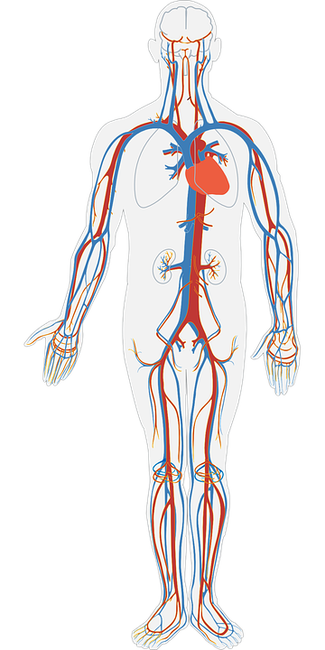 human-body-311864_960_720