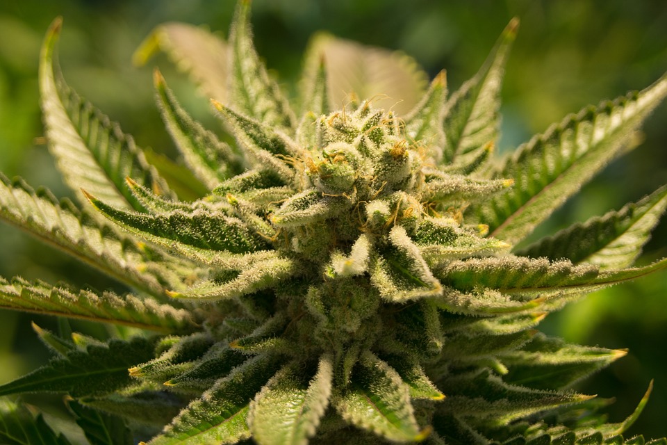 cannabis-2152604_960_720