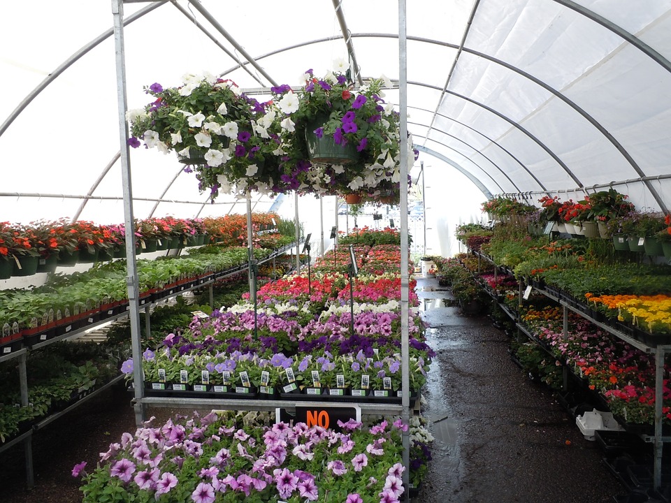flowers-164814_960_720