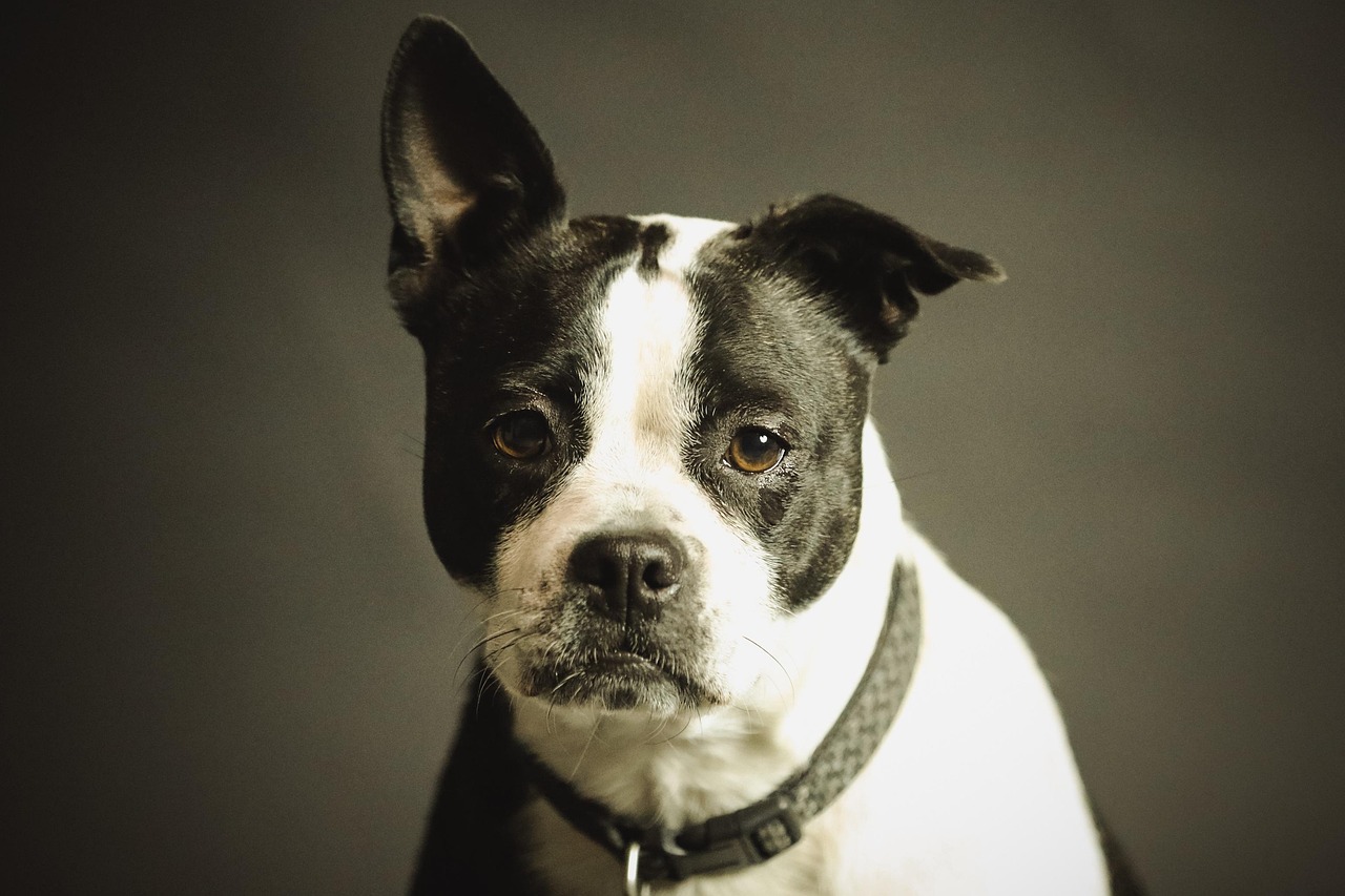 dog-2178696_1280