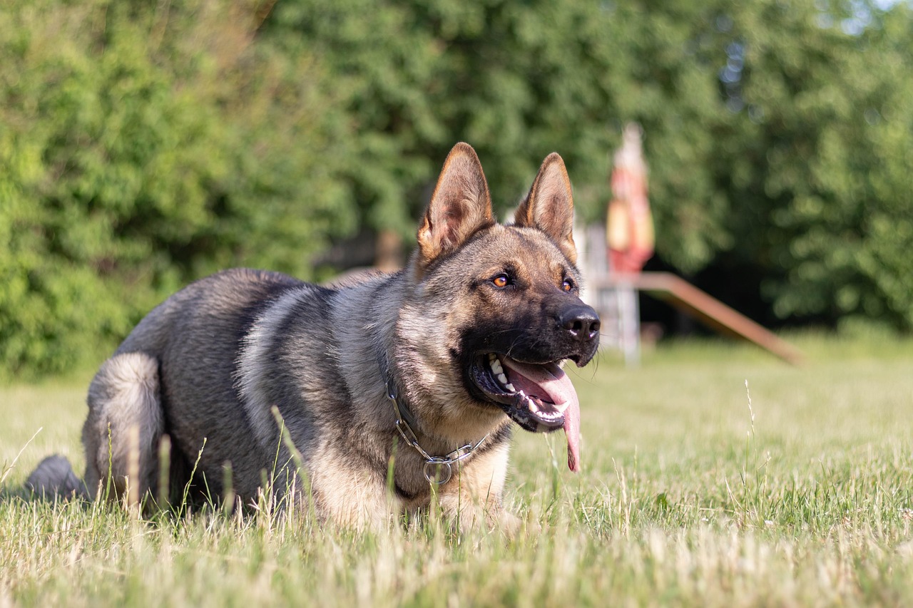 dog-7277724_1280