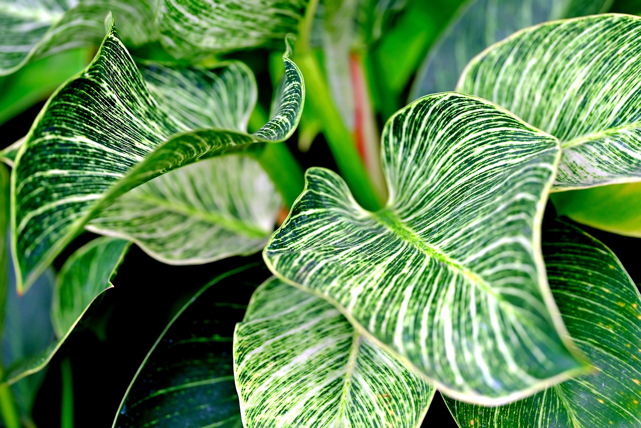 leaves-7975347_1280