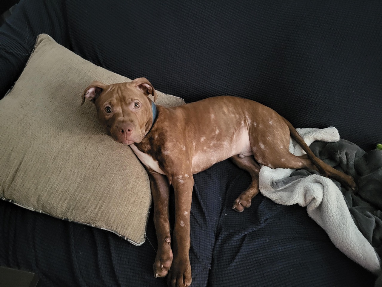 puppy-7882066_1280