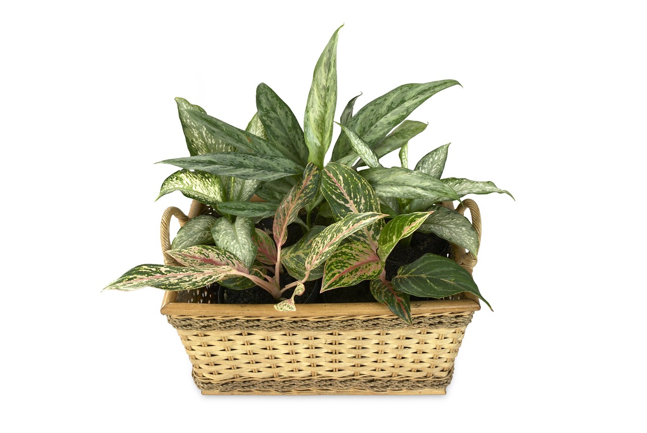 aglaonema-482914_1280