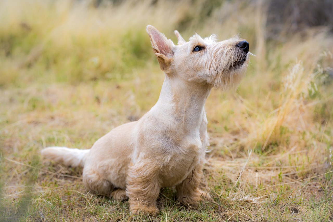 dog-6381087_1280 (1)