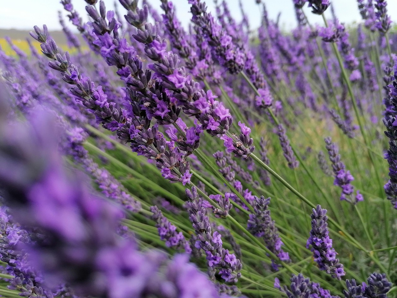 lavander-5367669_1280