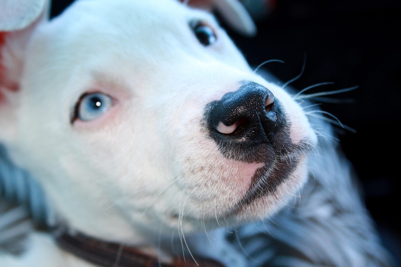 pitbull-456619_1280