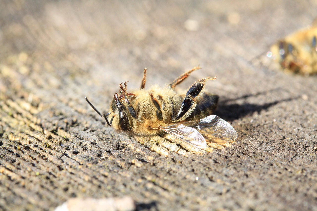 bee-3415321_1280