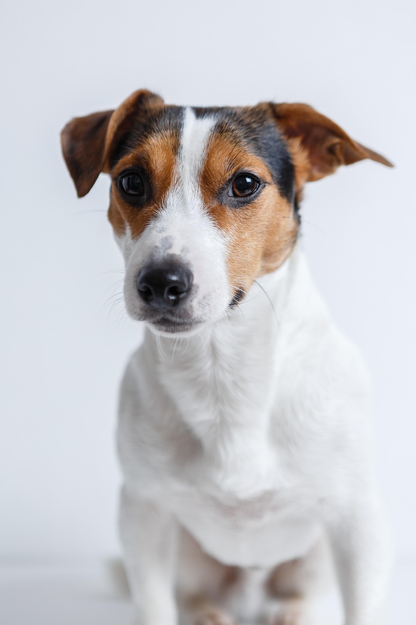 jack-russell-2029214_1280