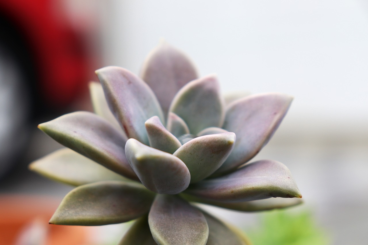 succulent-plant-5178862_1280