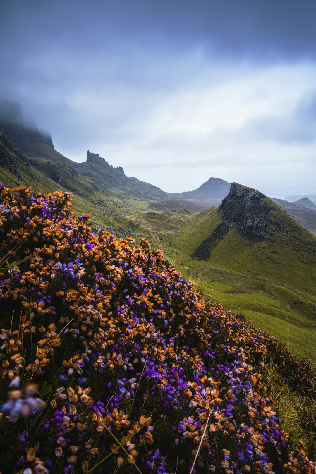 Purple and orange heather on a misty scottish hillside